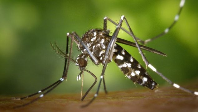 peligro de mosquitos, comunidad científica, España, mosquitos en España, mosquito del dengue.