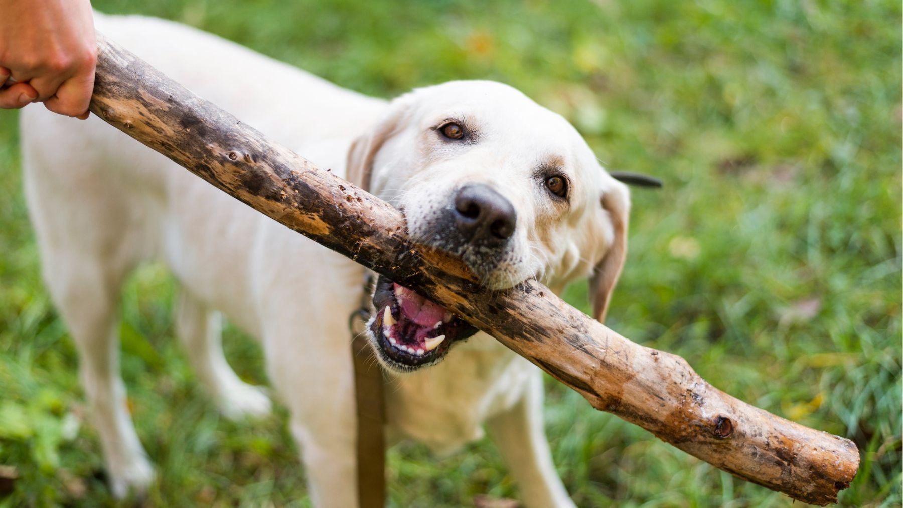 Un perro mordiendo un palo. Foto: Freepik