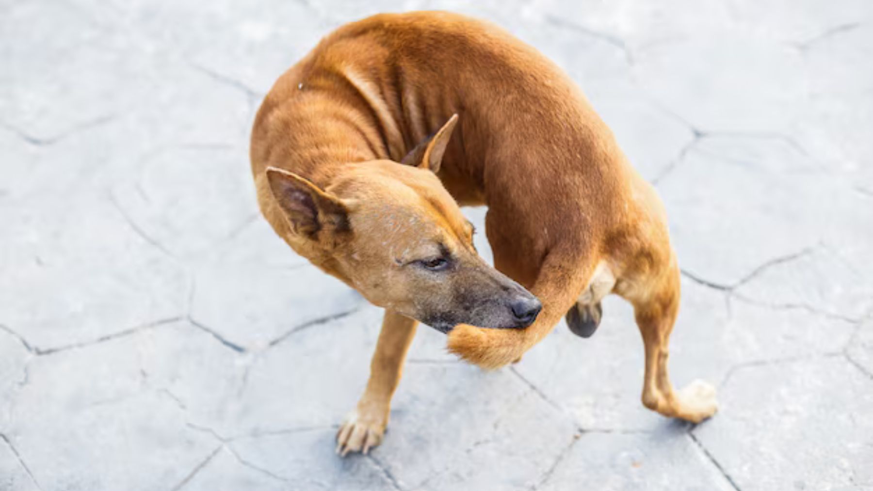 Un perro mordiéndose la cola. Foto: Freepik