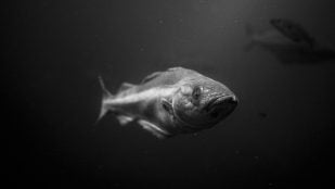 Pez, descubrimiento, ciencia