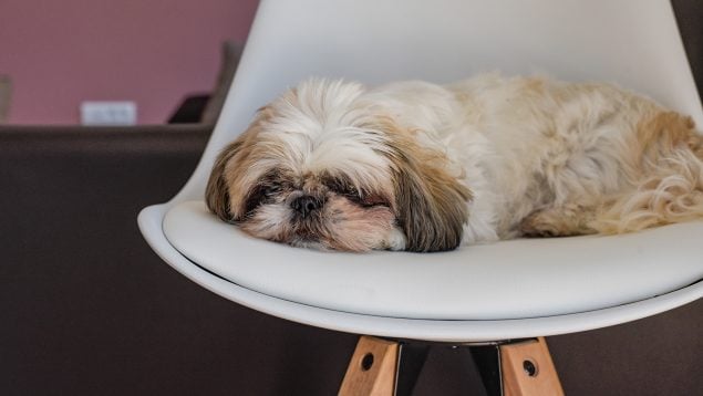 Perro, Mascota, Durmiendo, Descanso, Canino