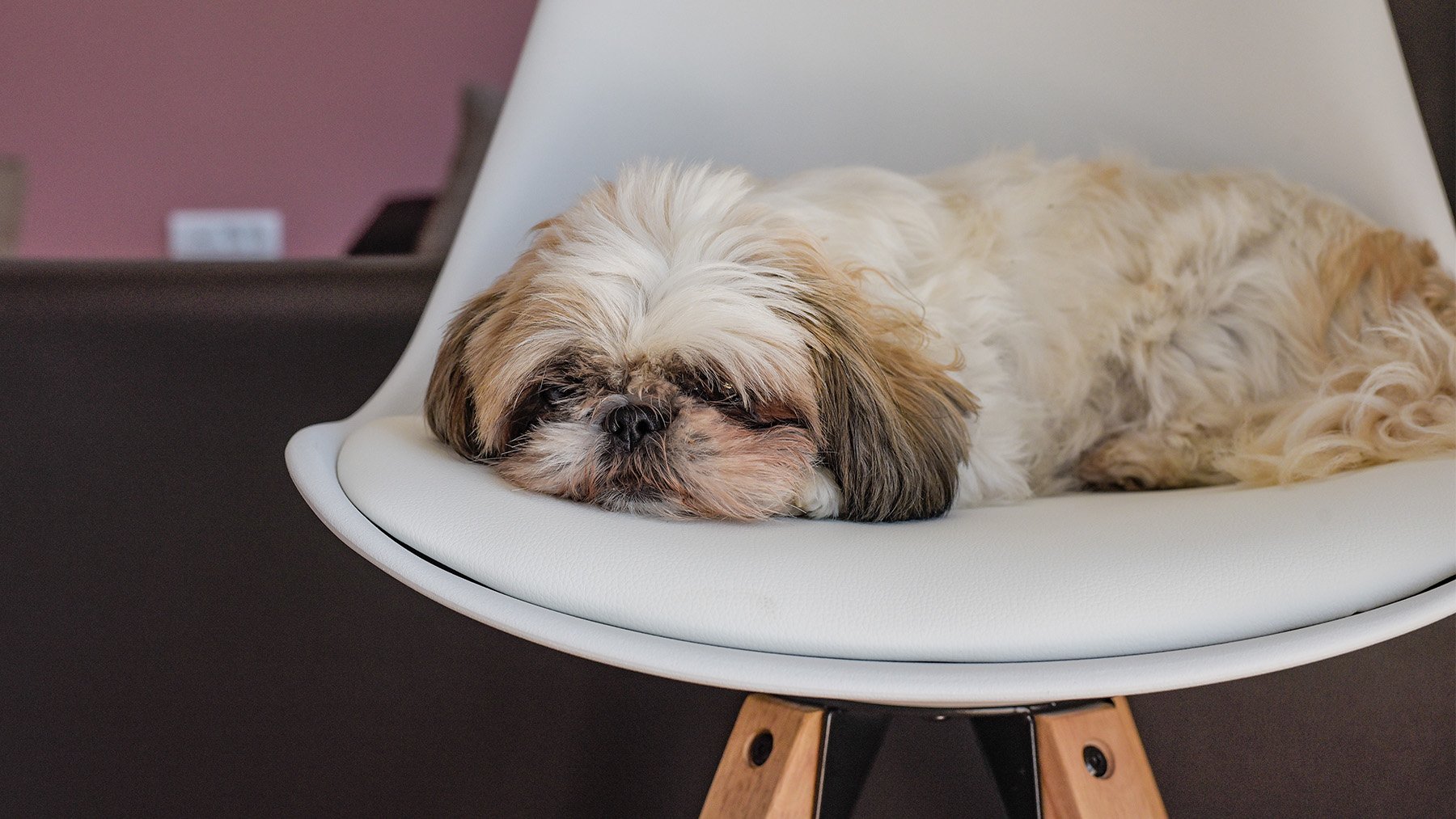 Perro durmiendo en una silla. Foto: Freepik.