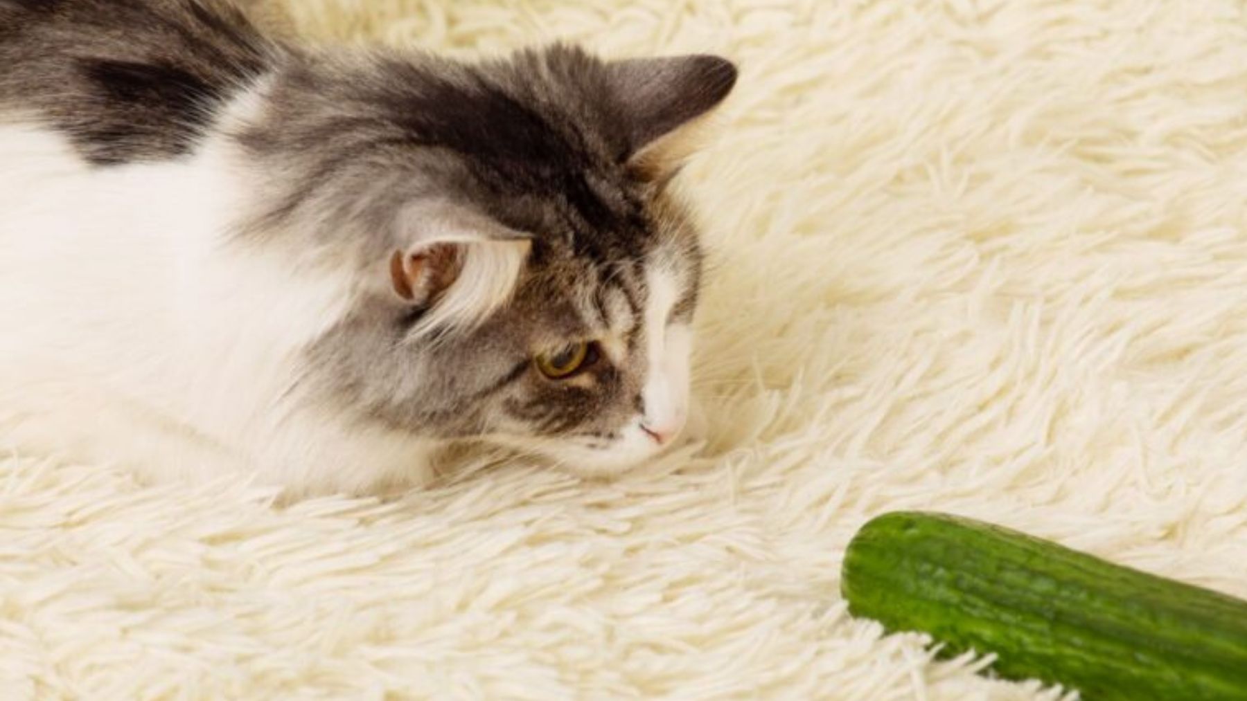 Un gato asustado por un pepino. Foto: Adobe Stock