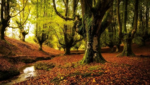 Bosque, País Vasco, Hayedo de Otzarreta, Arboles, Naturaleza, Misterioso