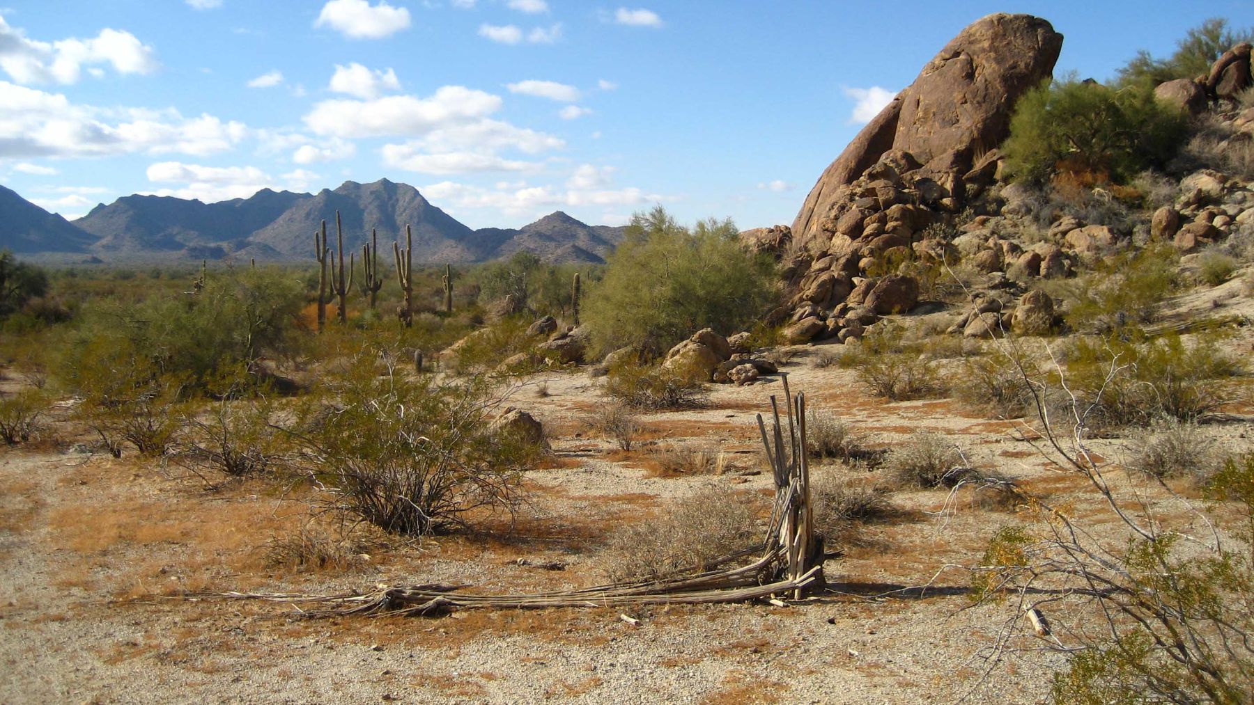 El desierto de Sonora, en la frontera de Estados Unidos y México.