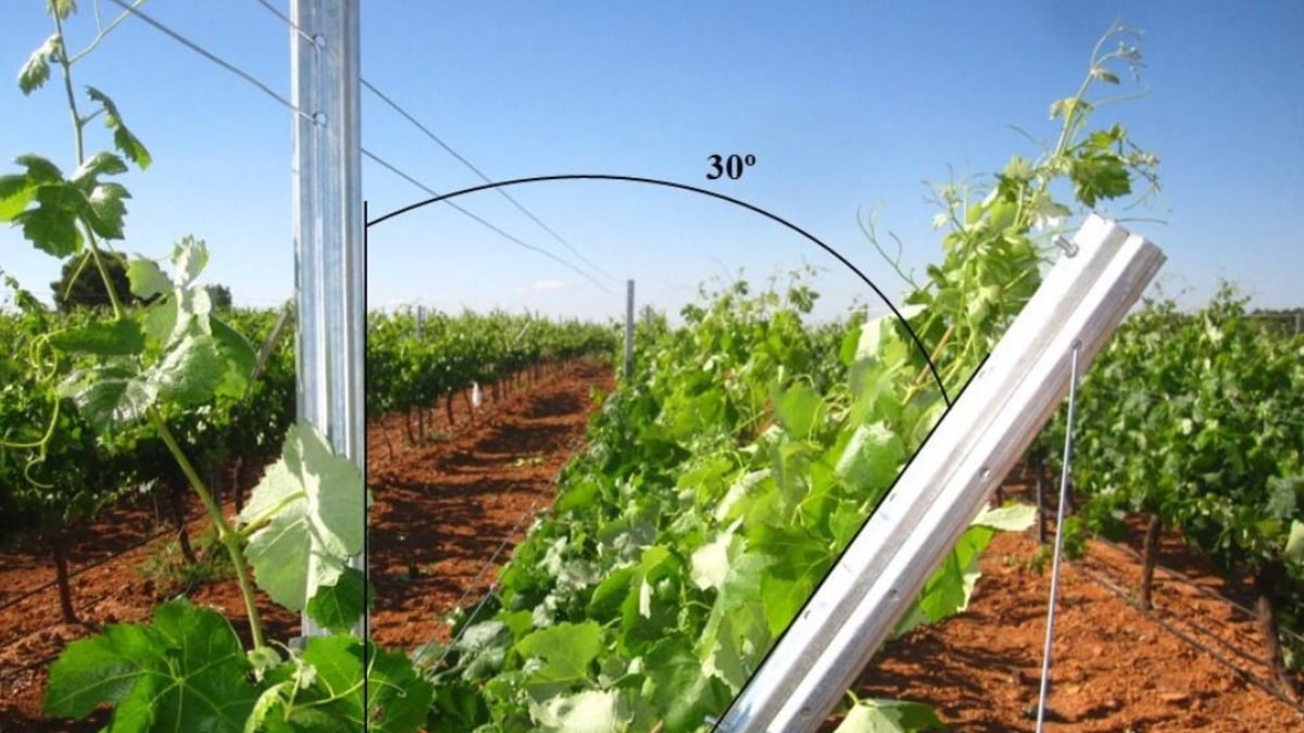 El ensayo se realizó durante dos temporadas en un viñedo de Vitis vinifera L. cv. Bobal situado en Requena (Valencia), bajo un clima templado-cálido. (Foto: CIDE)