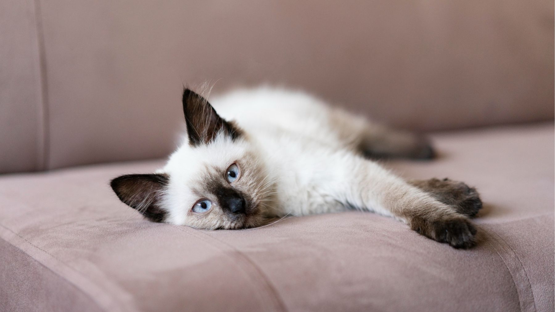 Un gato solo en casa. Foto: Freepik