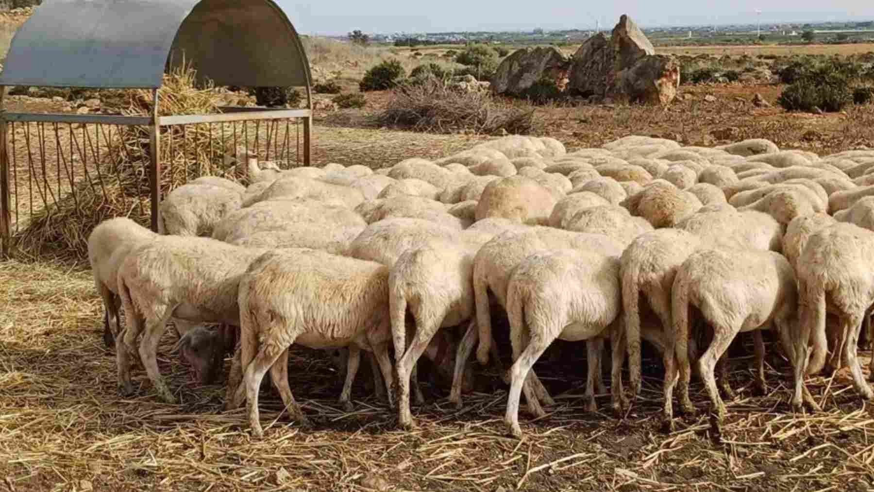 Vista de un rebaño de ovejas. EFE