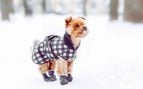 Perros que deben llevar abrigo