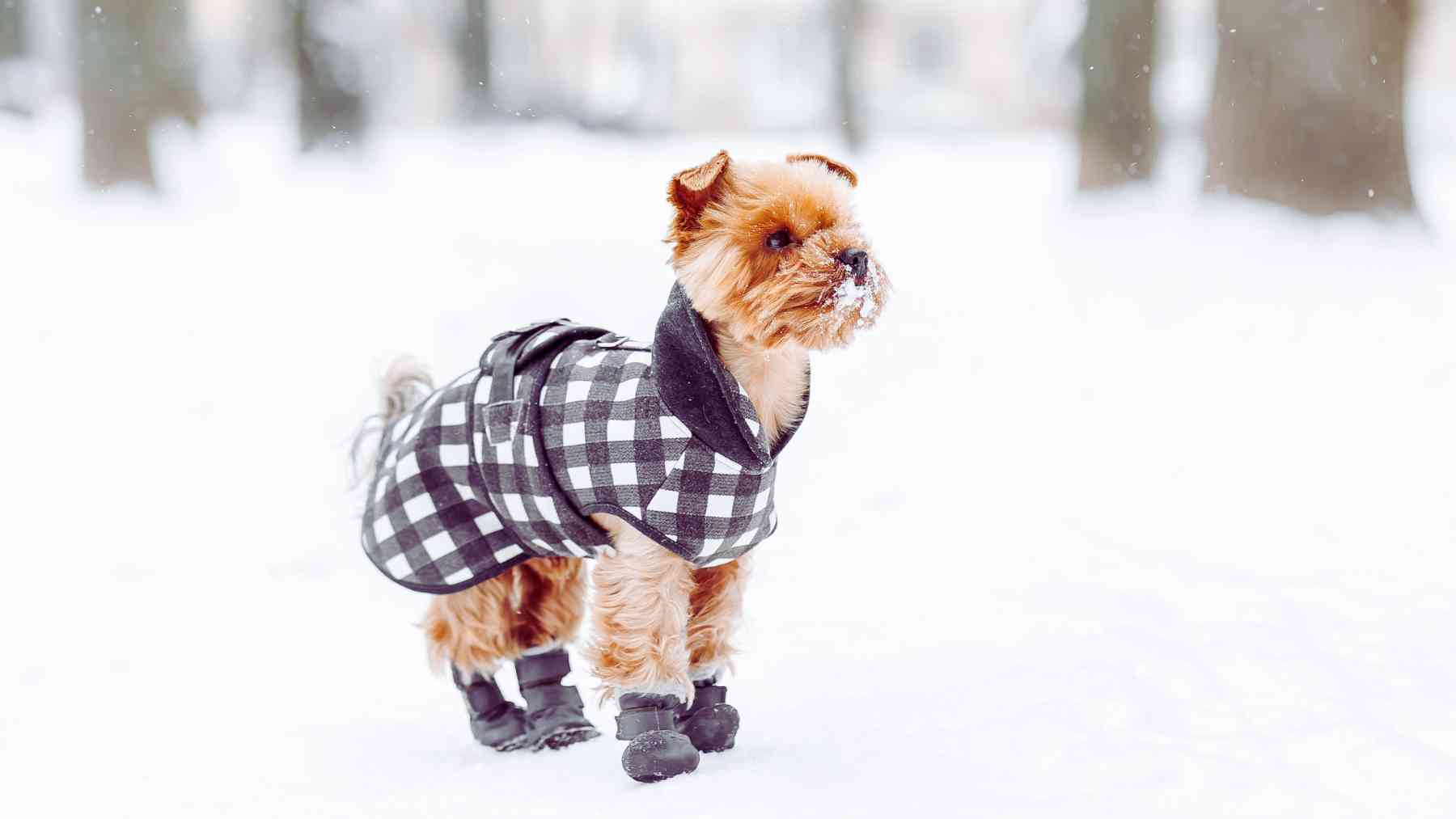 Perro con abrigo en la nieve.