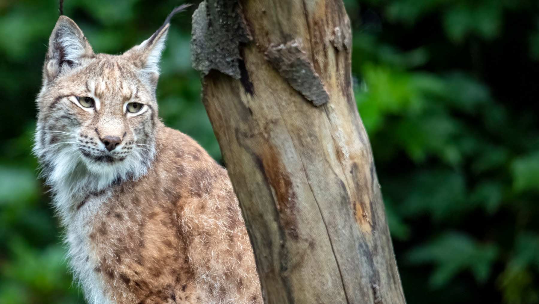 Lince ibérico.