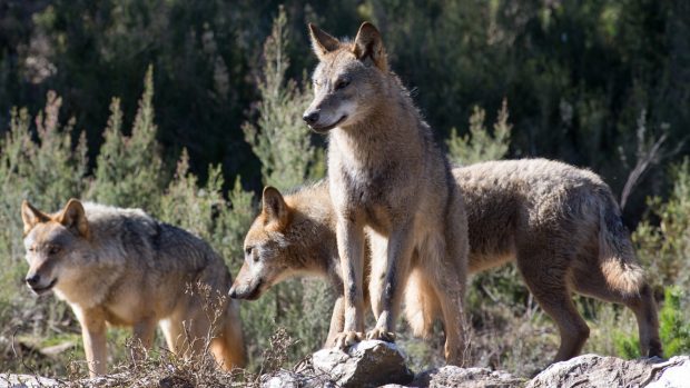 Protección del lobo