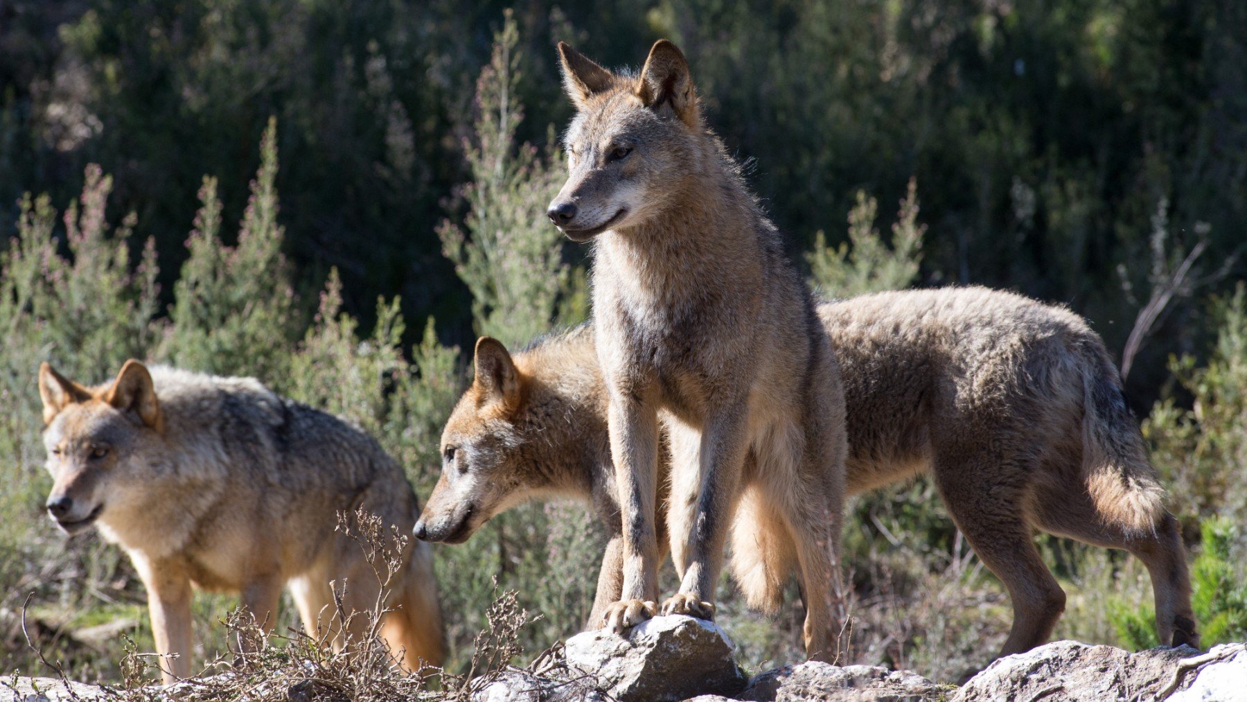 Lobos ibéricos (Foto: Carlos Castro / Europa Press)