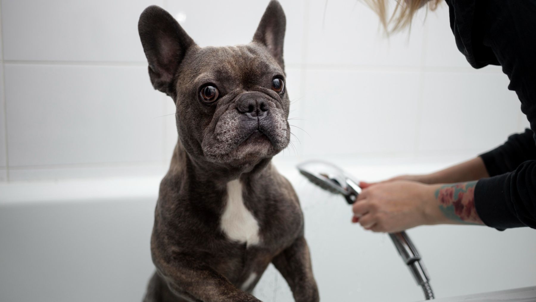 Un perro bañándose. Foto: Freepik