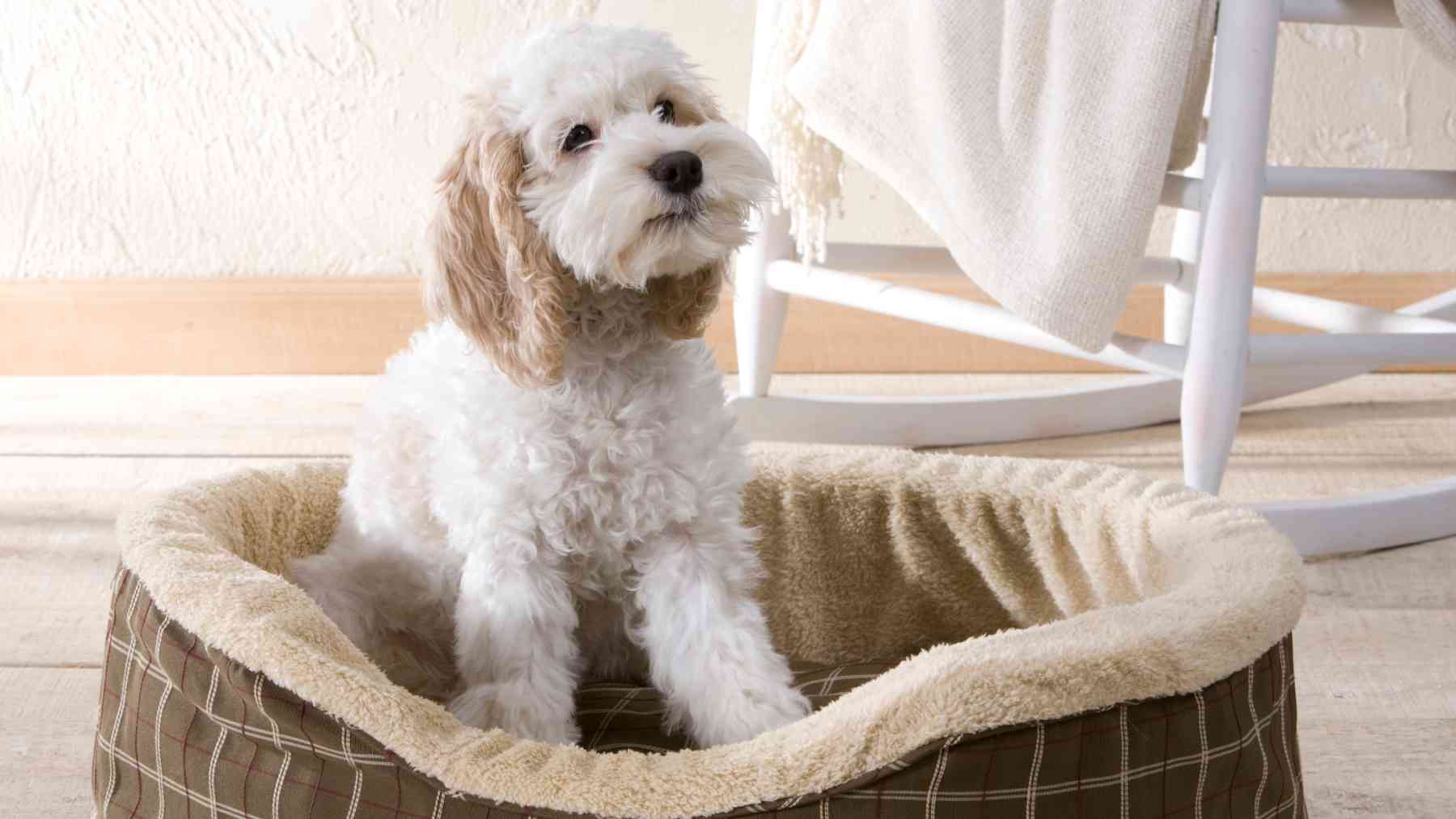 Un perro en su cama.