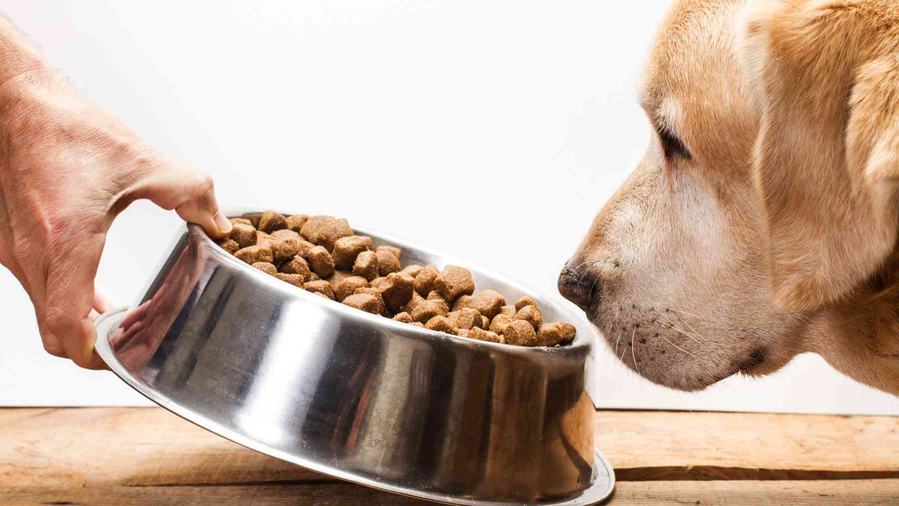 Dándole el cuenco de comida al perro.