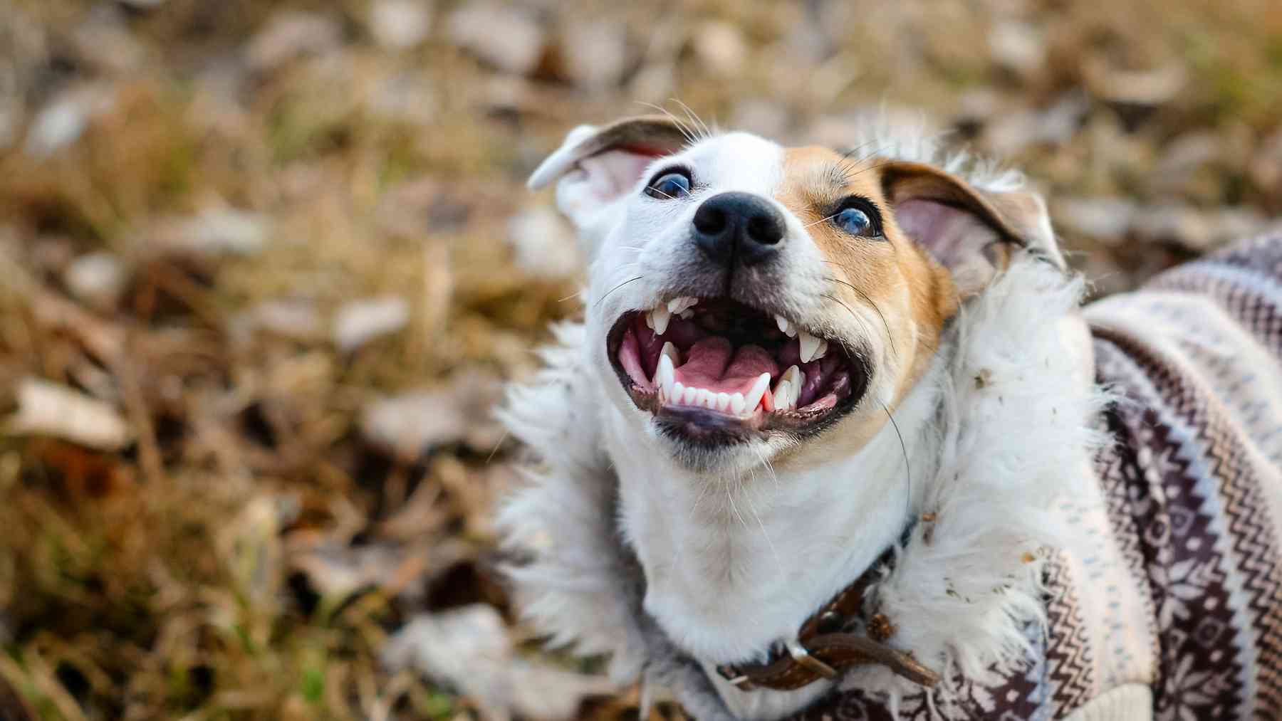 Un perro ladrando.