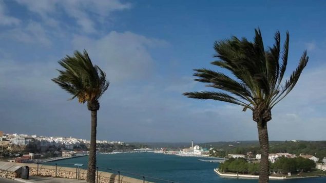 Palma viento