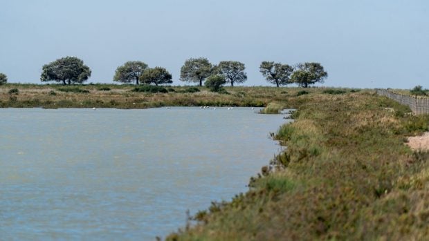 Doñana