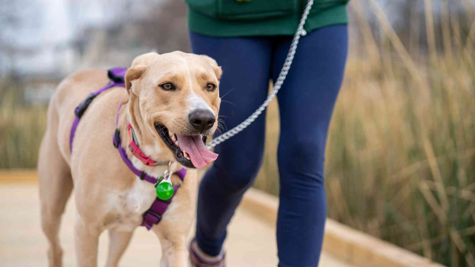 Un perro de paseo.