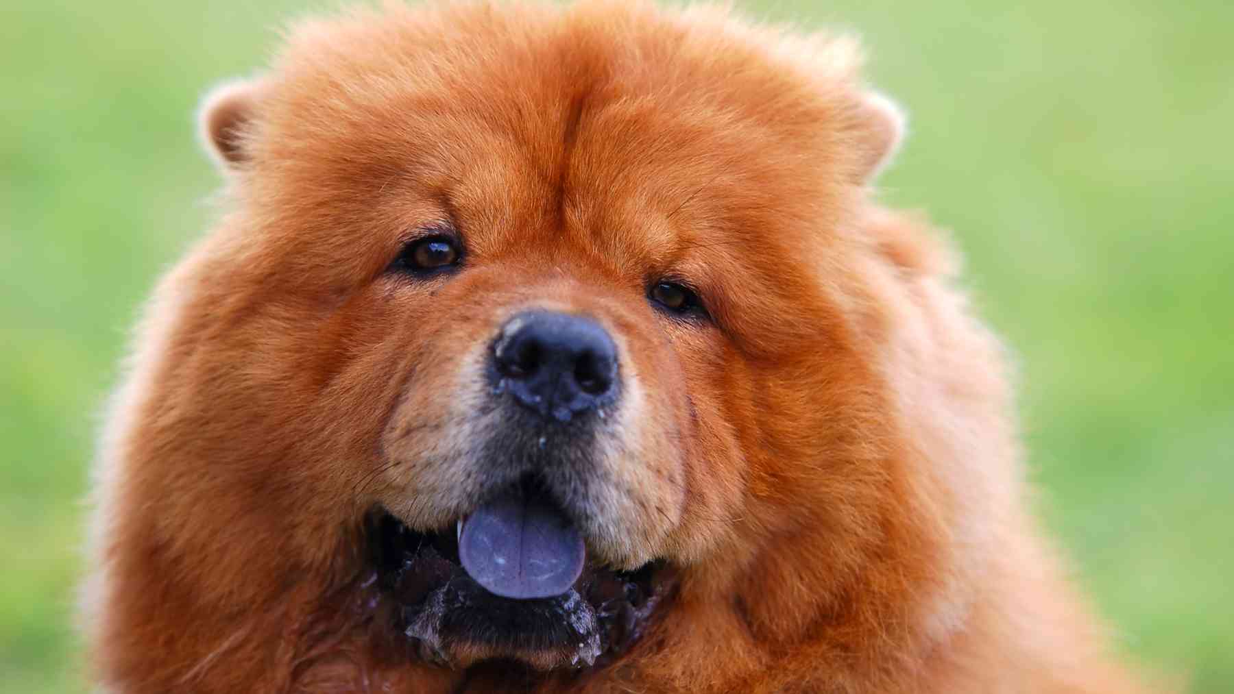 Chow Chow.