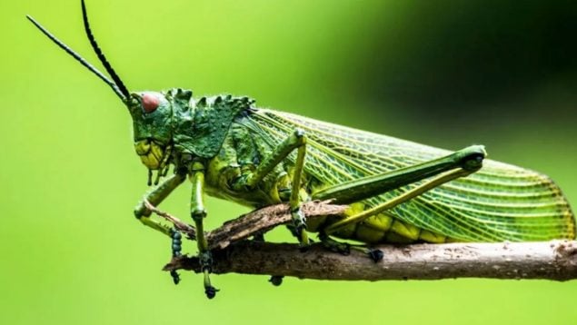 Saltamontes, insecto, curiosidades, animales