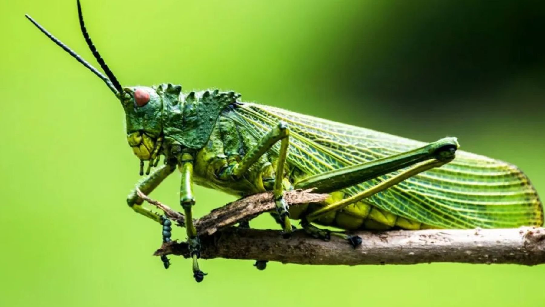 Saltamontes. Foto: Unsplash