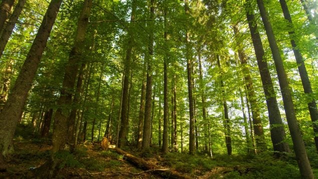 Bosque, jabalís, animales