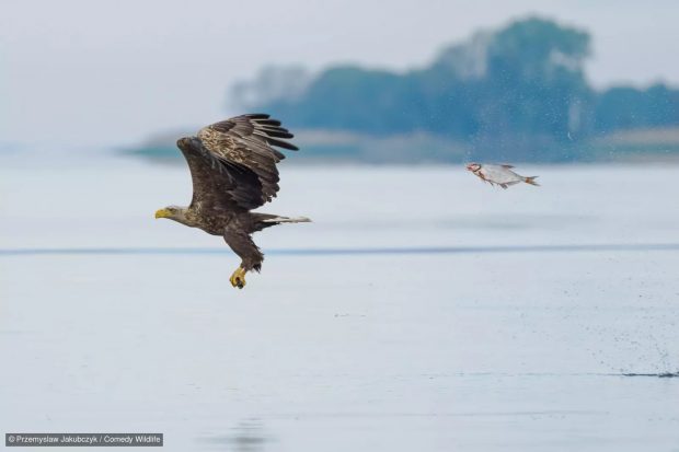 Aguila pez