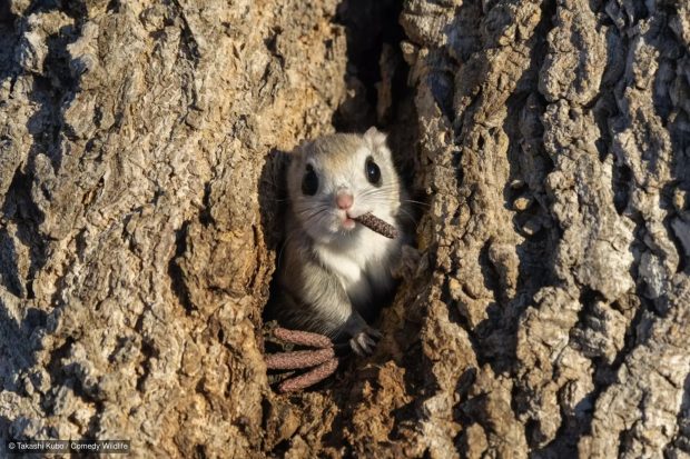 animal en arbol