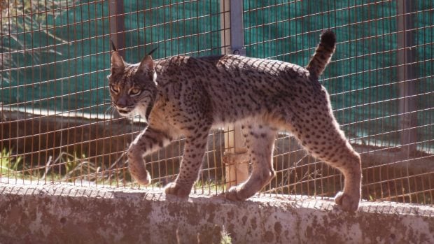 Lince andalucía