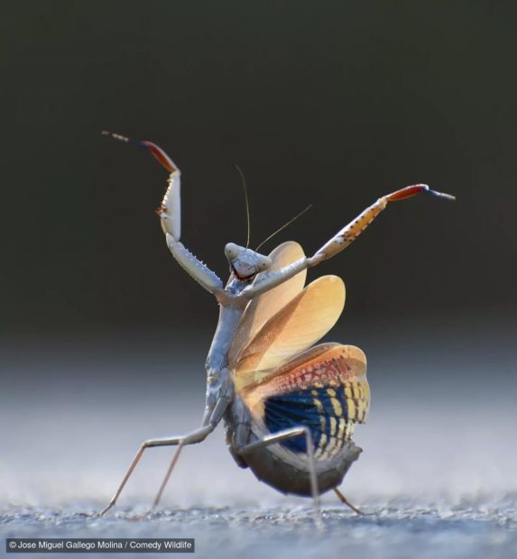 Mantis flamenca