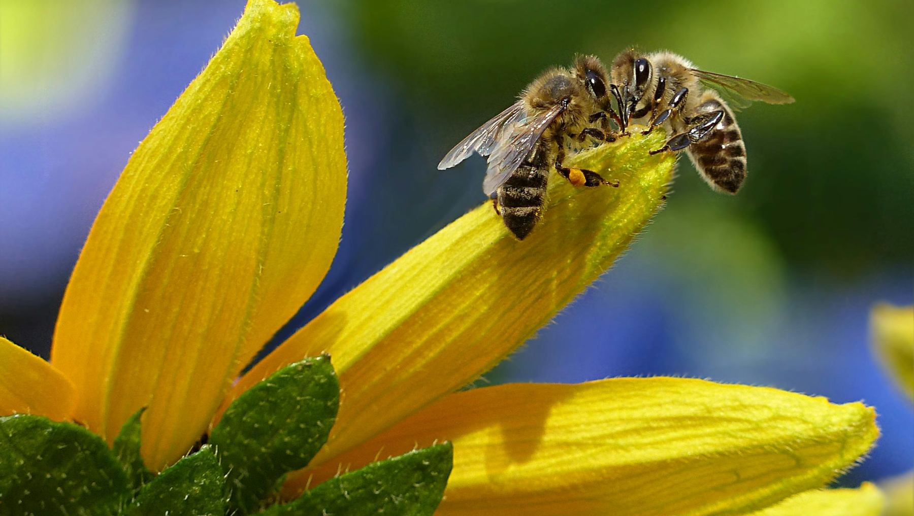 Abejas en el planeta