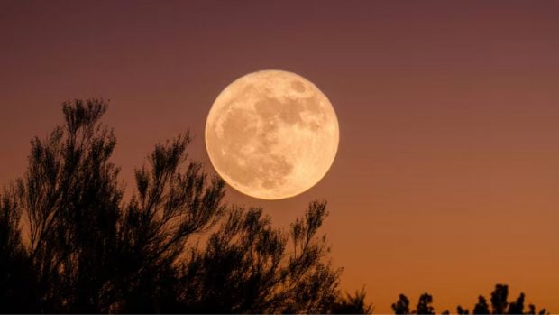 Luna de las flores