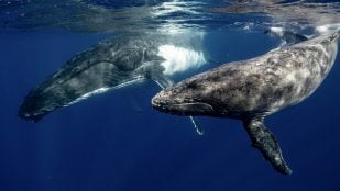 Ballenas, océano, curiosidades