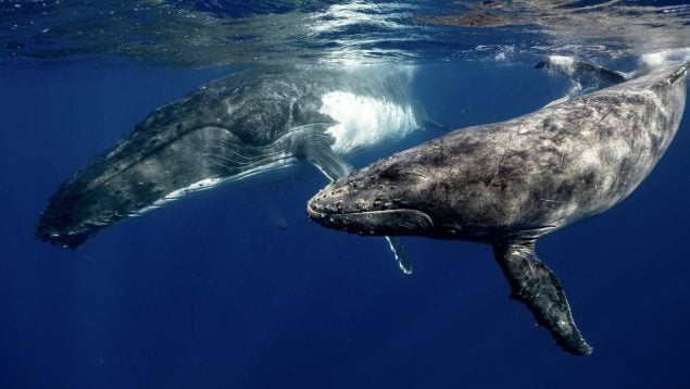 Ballenas, océano, curiosidades