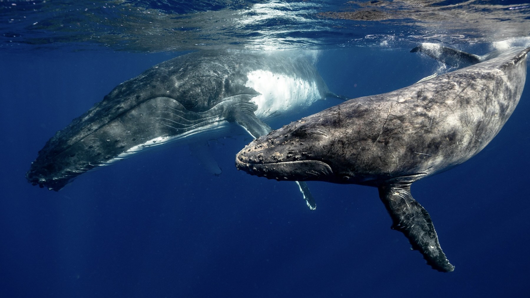 Ballenas. Foto: Pexels.