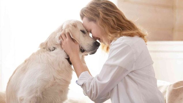 Truco para acariciar al perro