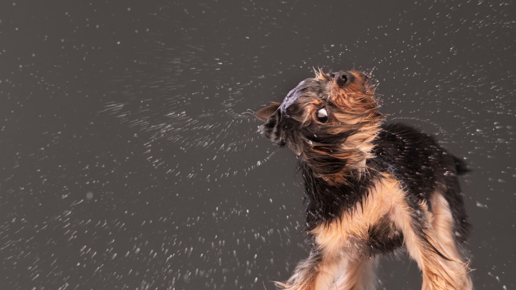 Un perro sacudiéndose tras ser bañado. Foto: Freepik