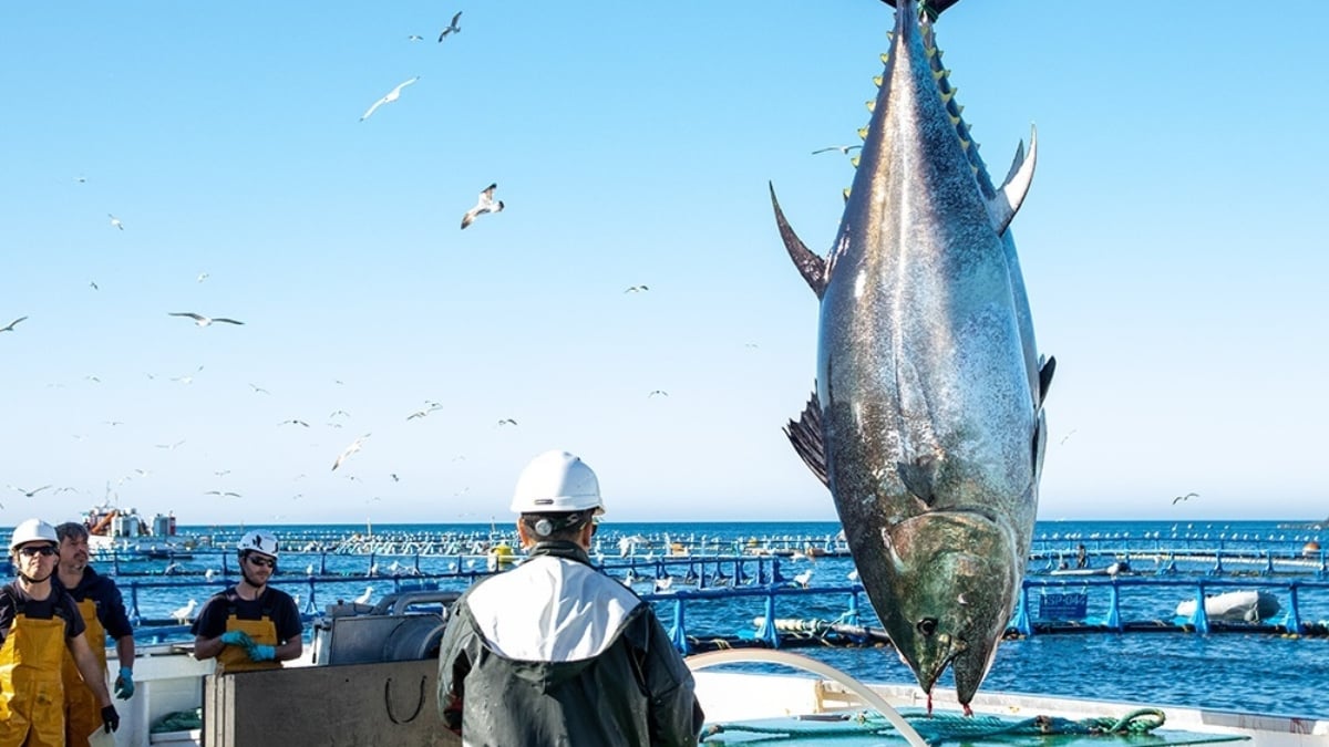 Pesca del atún en Murcia (Foto: Europa Press)