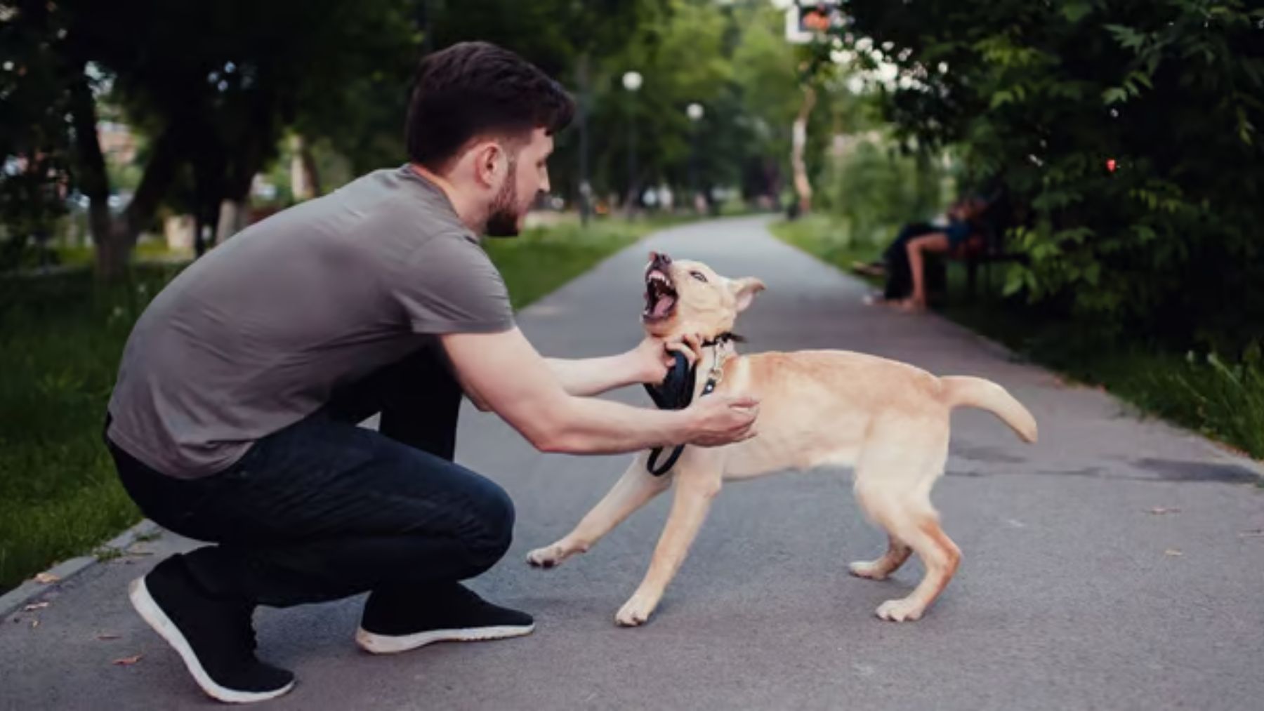 Un perro ladrando. Foto: Shutterstock