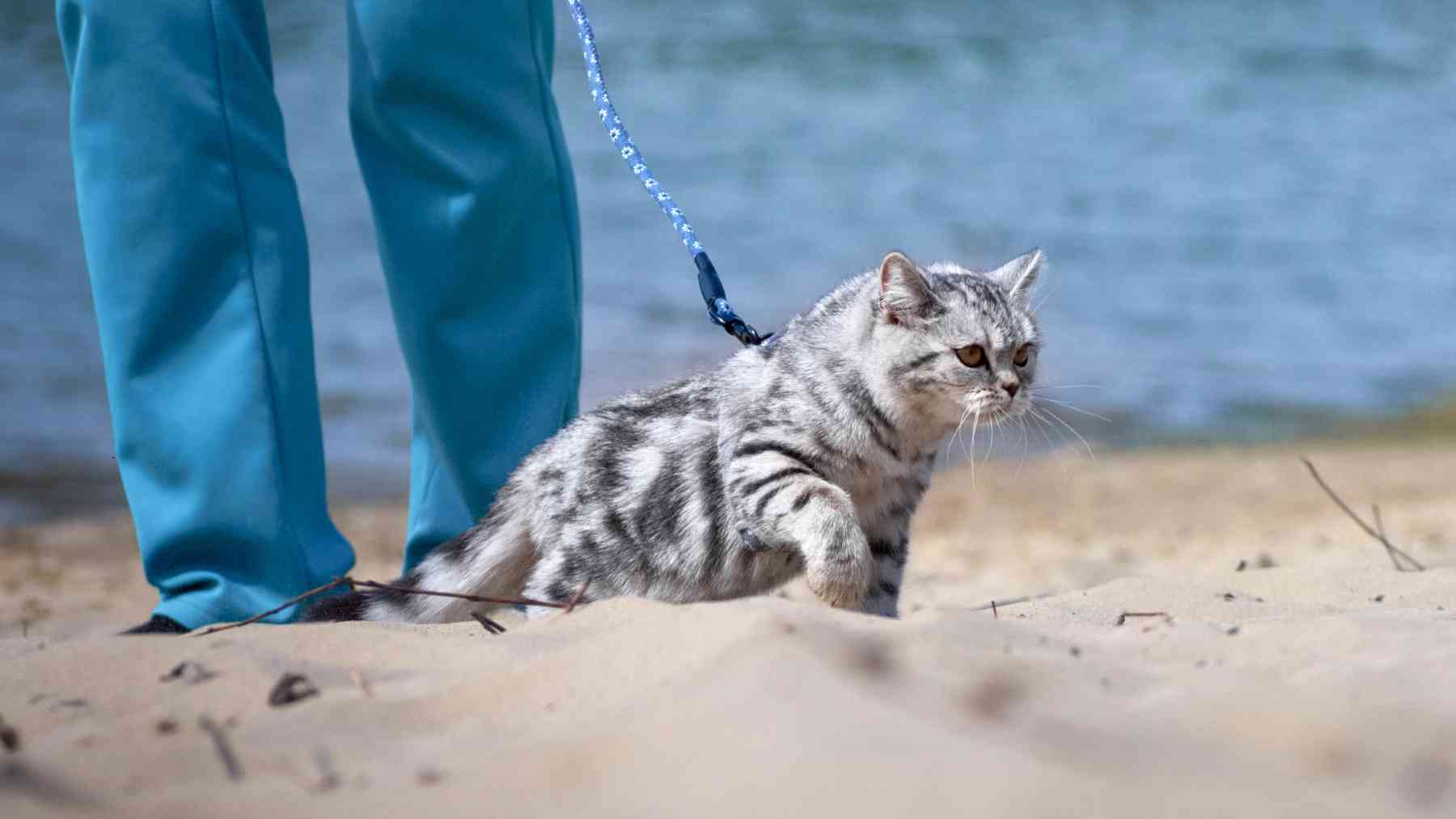 Un gato de paseo.