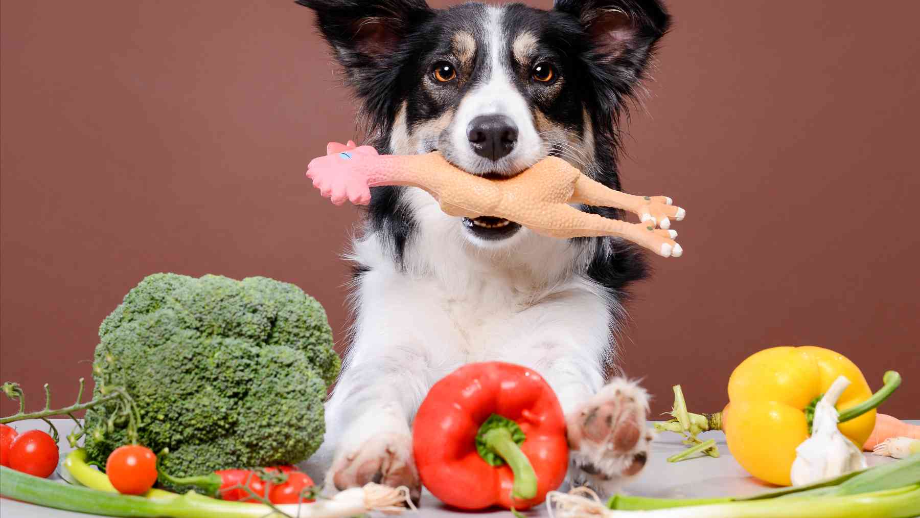 Un perro con varios alimentos.