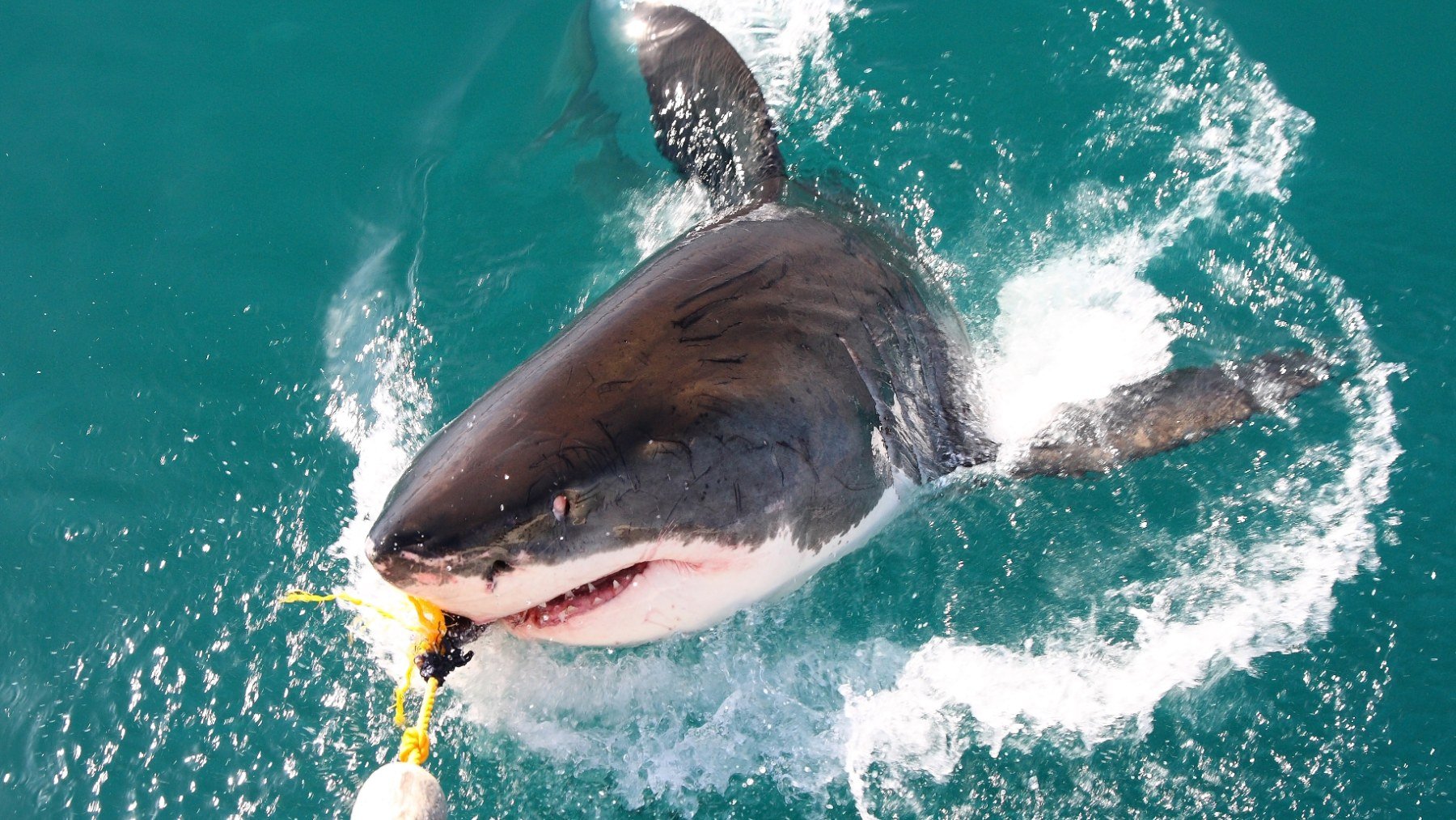 Pesca de un tiburón