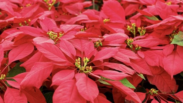 Flor de pascua, Navidad, macetas