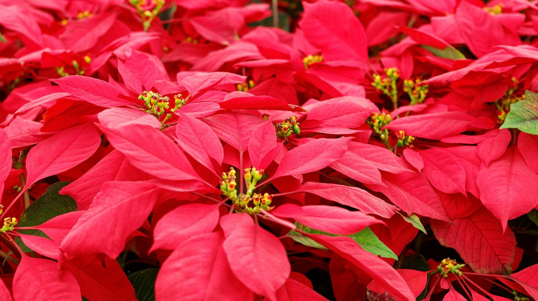 Flor de Pascua. Foto: David Levinson.