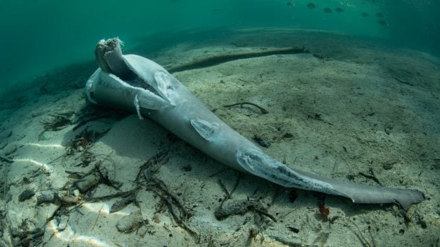 tiburón con aletas arrancadas