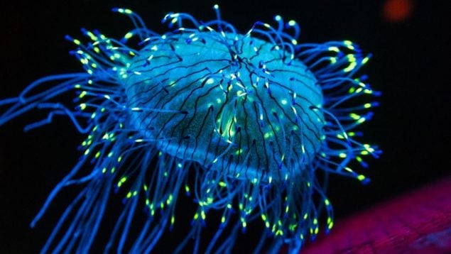 Animales bioluminiscentes, curiosidades, descubrimientos