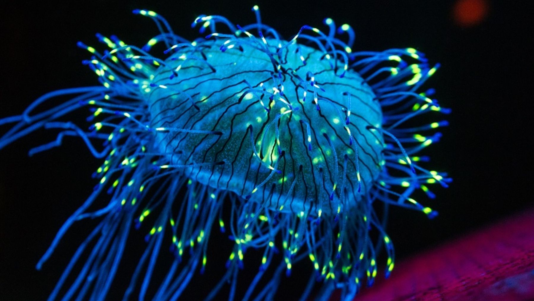 Animales bioluminiscentes. Foto: Christopher Favero / GeekTechLive