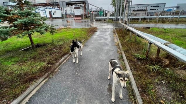 Perros de Chernóbil, descubrimientos, hallazgos, curiosidades